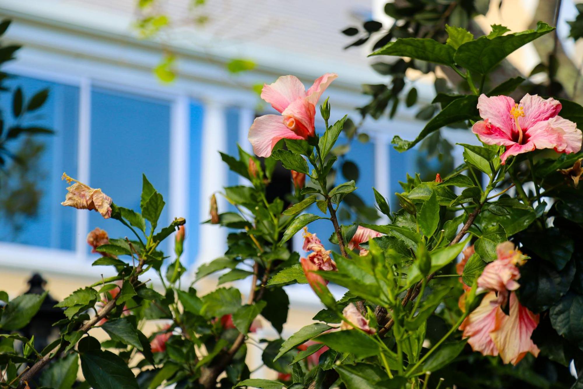 Carmichael House Boutique Hotel Cape Town Eksteriør bilde