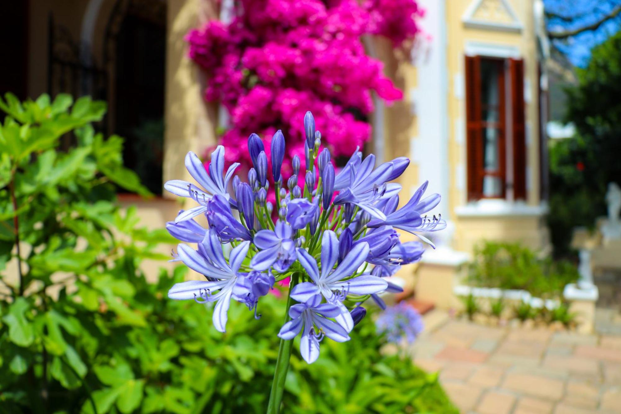 Carmichael House Boutique Hotel Cape Town Eksteriør bilde